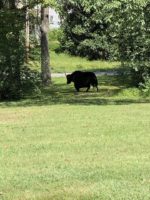 Yak on Ride to Butcher Shop Escapes to Virginia Mountains
