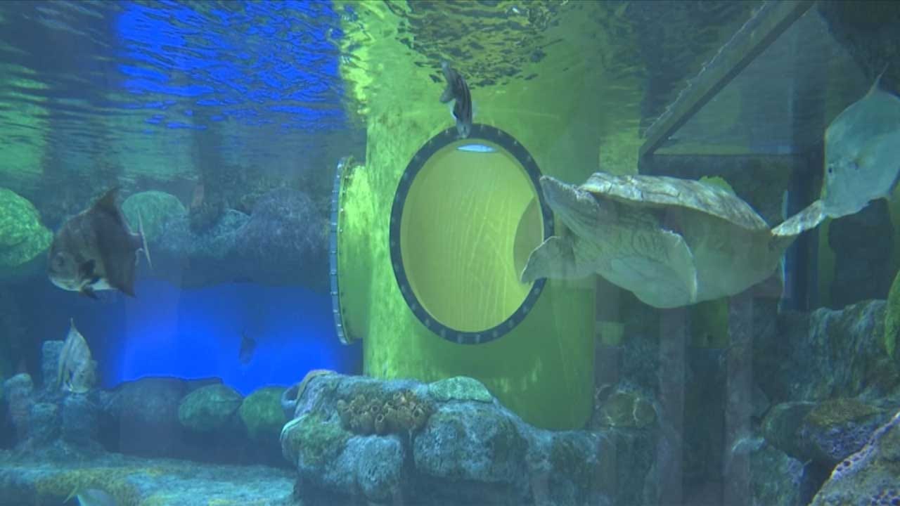 Oklahoma City Zoo in negotiations for giant aquarium