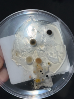 Mold growth detected in UCO dorms once again