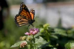 Monarchs reign as seasonal migration moves through Oklahoma