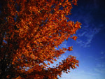 Fall foliage offers stress re-leaf for Oklahomans