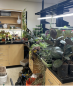 Botany Club Brings Native Plants to UCO Students