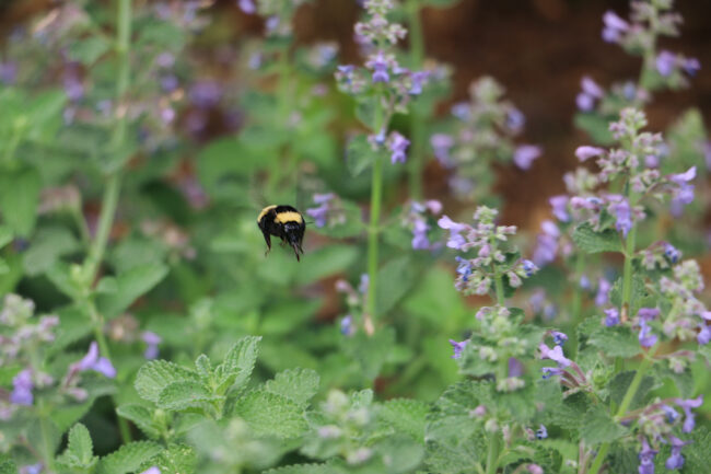 Bee flying amongst flowers at Will Rogers Gardens (Chelsea Rios/The Vista)