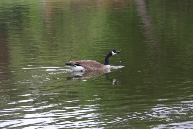 Goose in pond at Will Rogers Gardens (Chelsea Rios/The Vista)