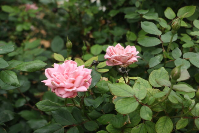 Pink flower at the Myriad Botanical Gardens (Chelsea Rios/The Vista)