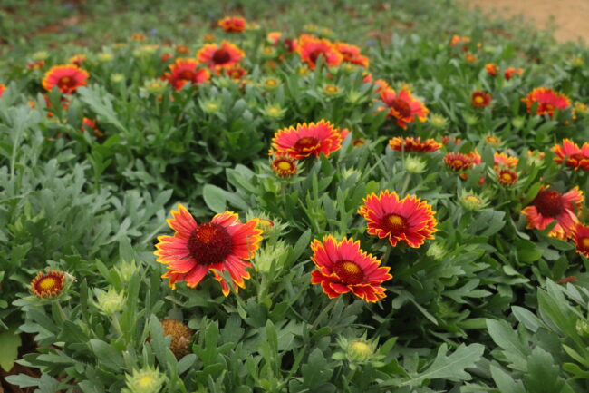 Gaillardia flowers at the Myriad Botanical Gardens (Chelsea Rios/The Vista)