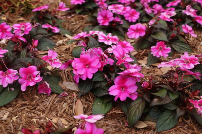 New Guinea impatiens at the Myriad Botanical Gardens (Chelsea Rios/The Vista)