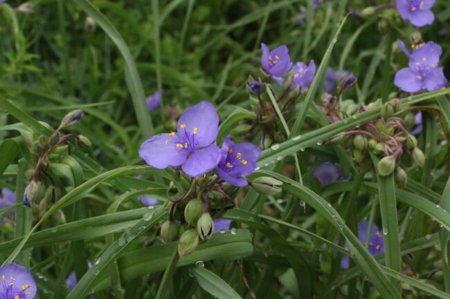Spiderwort at the Myriad Botanical Gardens (Chelsea Rios/The Vista)