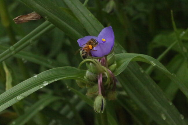 A bee pollinating a flower at the Myriad Botanical Gardens (Chelsea Rios/The Vista)