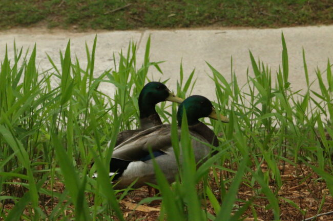 Mallard ducks at the Myriad Botanical Gardens (Chelsea Rios/The Vista)
