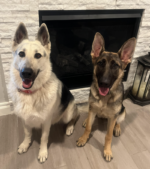 How to Celebrate National Pet Day in Edmond