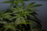 Marijuana Reclassification to Impact Oklahoma Cannabis Industry
