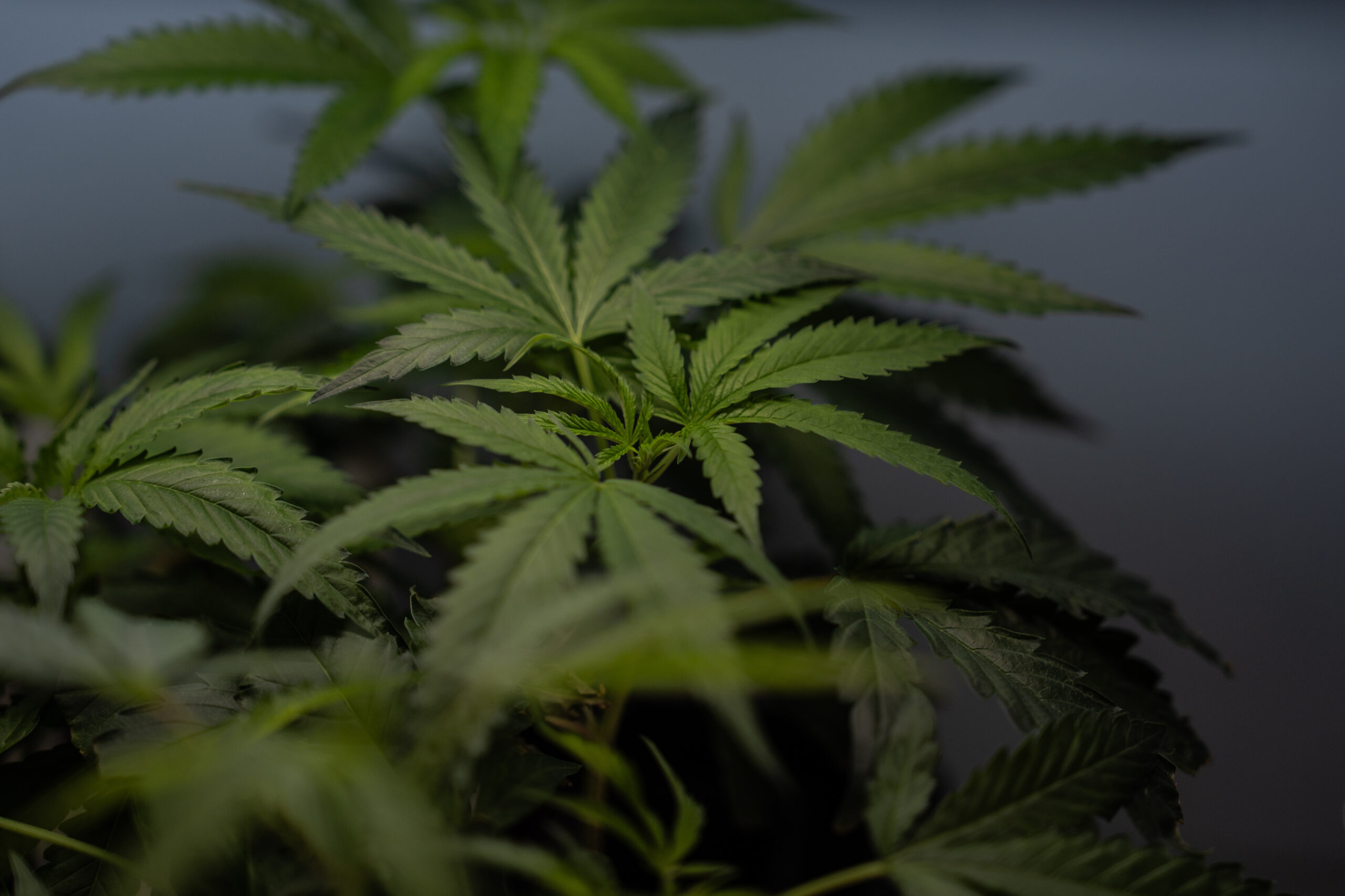Marijuana Reclassification to Impact Oklahoma Cannabis Industry