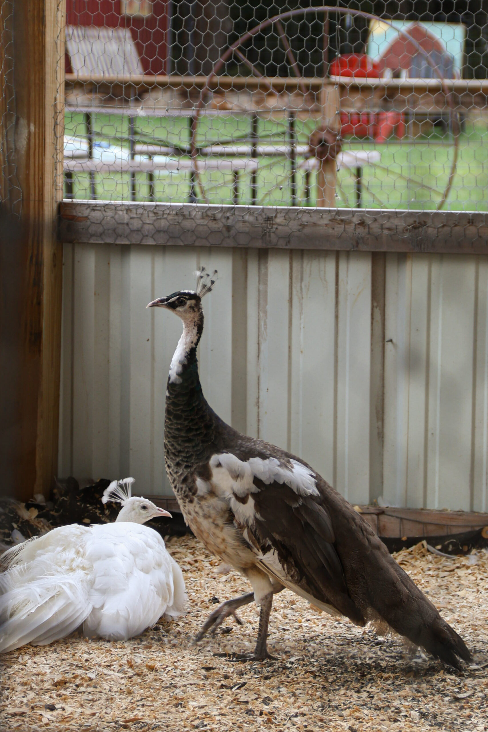 Birds rest inside the barn at the event. (Emily Lavarn/The Vista)