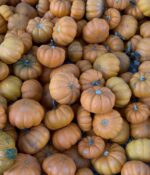 6 Things to Do at Parkhurst Pumpkin Patch
