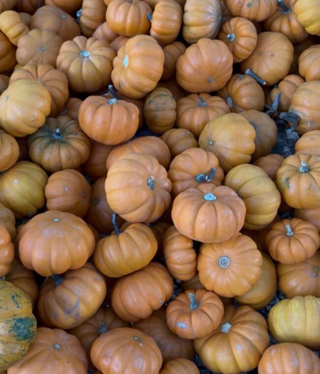 Small Pumpkins
